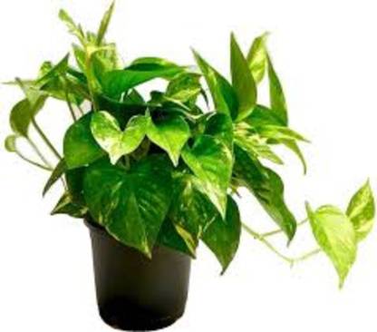 khushboo Money Plant