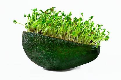Airex Cress ( Water Cress Imported) Microgreen Seeds - Pack Of AVG 50 - 100 Seeds x 10 Packet Seed