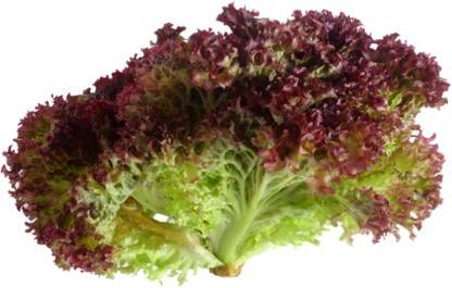 Airex Lettuce Salad (Lollo Rosso) Microgreen Seeds Seed