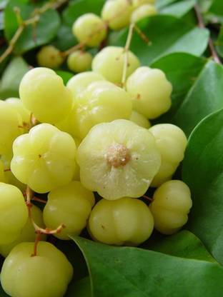 Redoak Gooseberry Fruit Seeds-Green-50Pcs Seed