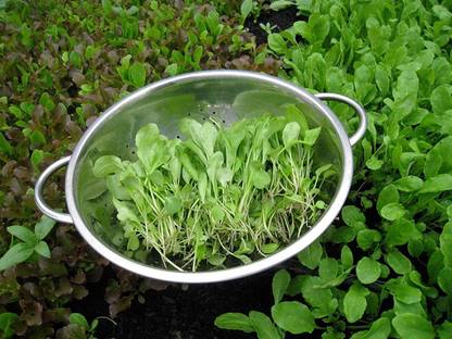 Airex Baby Spinach Microgreen Seeds - Pack Of AVG 30 - 50 Seeds x 1 Packet Seed