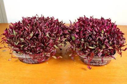 Airex Beet Root Microgreen Seeds - Pack Of AVG 50 - 100 Seeds x 4 Packet Seed