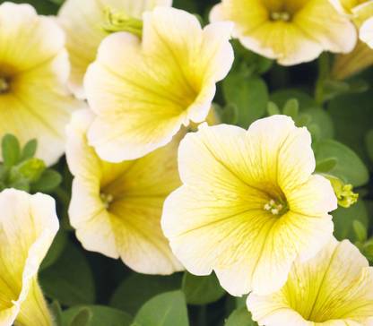 Redoak Star Petunia Flower Seeds - White and Yellow -100 Pcs Seed