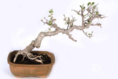 Chamunda Greens Commiphora wightii