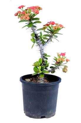 Chamunda Greens Euphorbia Plant