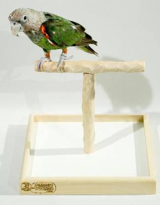 Parrot Wizard Climbing Perch Bird
