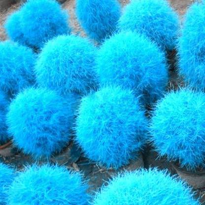 Futaba Burning Bush Kochia Scoparia Grass Seeds-Blue-100Pcs Seed