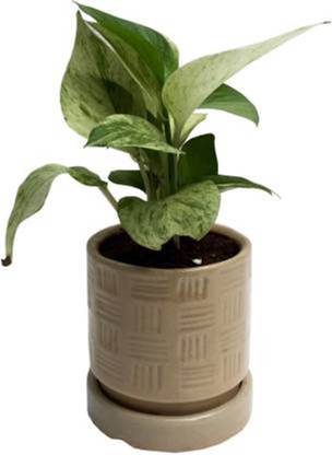 ZobiM Money Plant