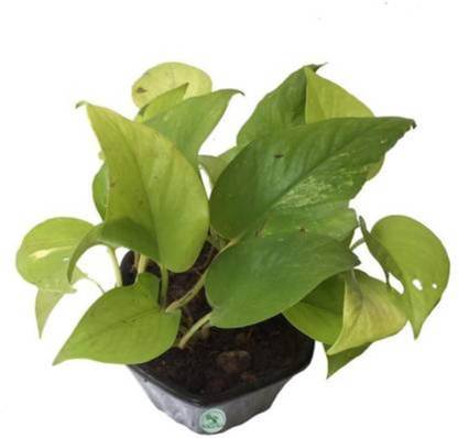 SJ STOCKS Money Plant