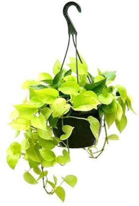 BebyTree Money Plant