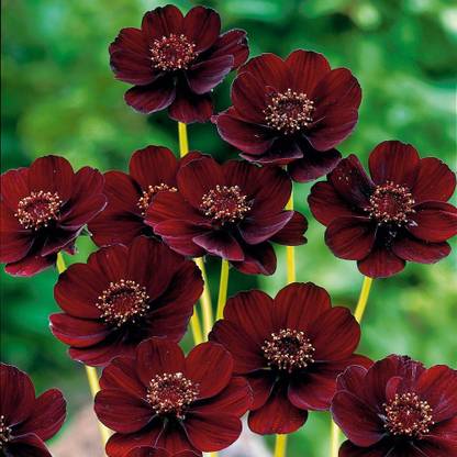 CYBEXIS Rare Chocolate Cosmos Flower Seed