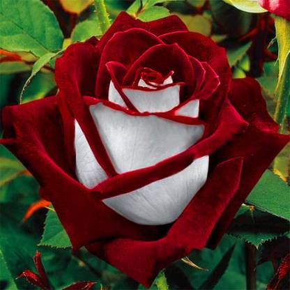 Futaba Red White Osiria Ruby Rose - 50 Pcs Seed