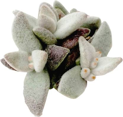 Redoak Kalanchoe Erio Seeds-100pcs Seed