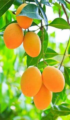 Vamsha Nature Care Mango Plant