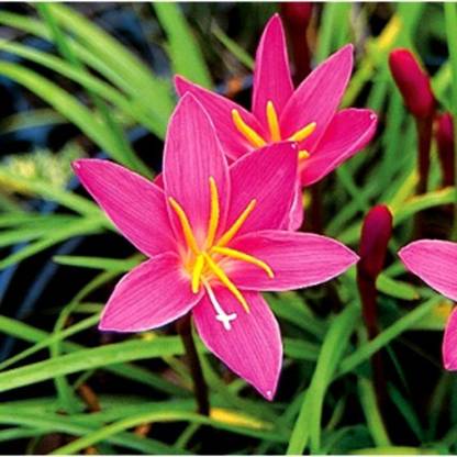 GRAH PRAVESH rain lily, zephyrlily, zephyranthus, evergreen beauty lilies Seed