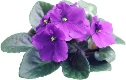 Redoak African Violet Flower Seeds-100Pcs Seed