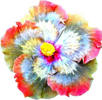 KRISHNA Giant Hibiscus Flower Seeds - Multi Color Seed
