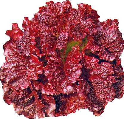 Redoak Red Chicory Vegetable Seeds-100Pcs Seed