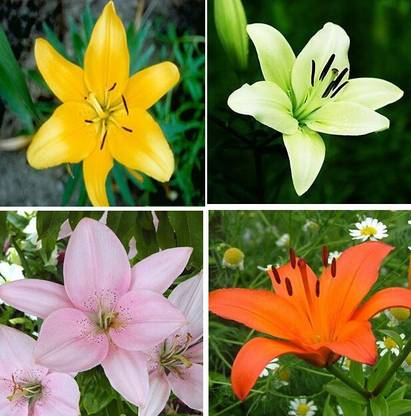 Nema Lily Flower Seed