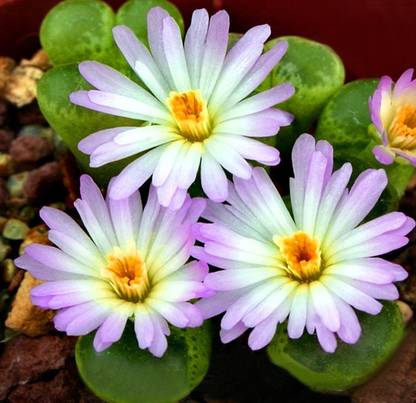 Nema Celestial Cactus anti-radiation Seed