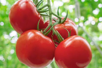 VRAKSHA Cherry Red Indian Tomatoes Seed