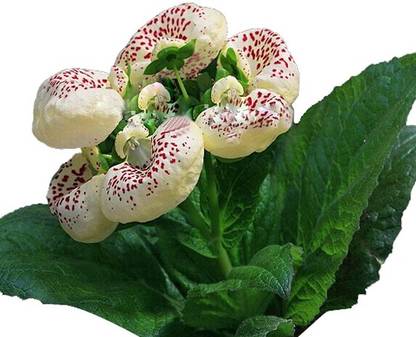 Nema Calceolaria Flower Seeds - White Seed