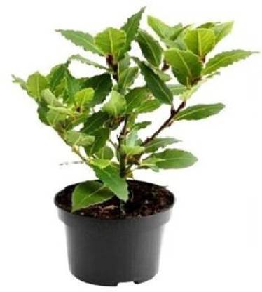 Vamsha Nature Care Allspice Plant - Jamaica Pimenta Myrtle Pepper Live Spice Plants For Outdoor Balcony in Pot