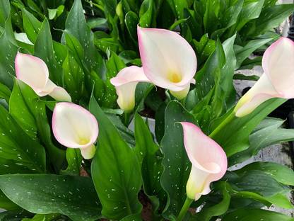 LIVE GREEN Arum Lily/Calla Lily Seed