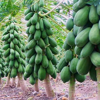 Raunak Papaya Red Lady Fruit-F1 Taiwan Hybrid (290 Gram Seeds ) Seed
