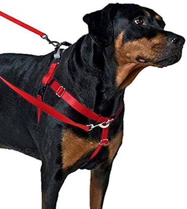 Wiggles Wags Whiskers Dog Collar & Leash
