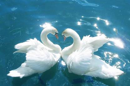 Beautiful Swan Love Birds|Ducks in Water-High Resolution -300 GSM- (18 x 12) Paper Print