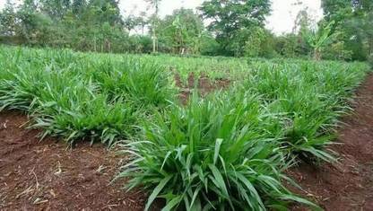 IAgriFarm CO5 Hybrid Napier Grass Double Budded Slips