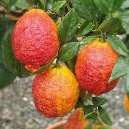 M-Technologies Rare Red Lemon (Australian Red Lime) 1 Healthy Live