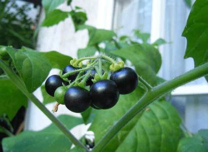 Ayansh Plants "Black Solanum Nigrum""Kali Makoi" Medicinal Plant
