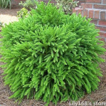 FA NARSARY Cedar Seed