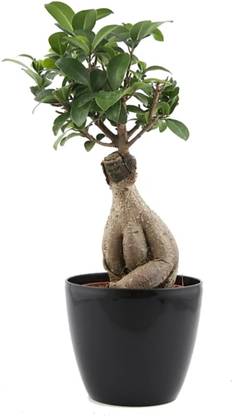 merrow Ficus Microcarpa Ginseng Bonsai (5 Years Old)