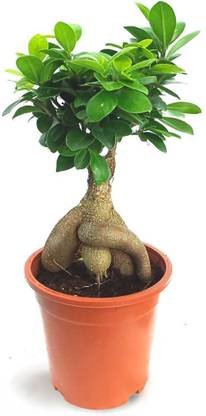 merrow Ficus Microcarpa Ginseng Bonsai (4 Years Old)