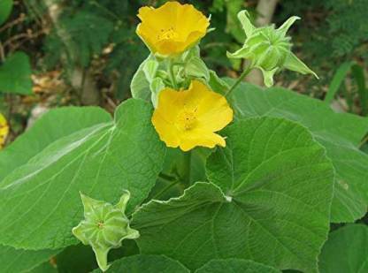 Ayansh Plants Atibala Country Mallow Abutilon Indian Abutilon Kanghi Petari Paniyaratutti Velluram Tuturabenda Tutti Indian Mallow Abutilon indicum Plant in Poly Bag Plant (Pack of 1, Flower)