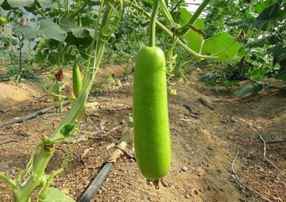 VINAYAKAUSHADHI Bottle Gourd (Dhari Loki) Hybrid Vegetables Seed(190 Seeds) Seed