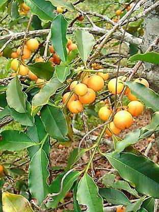 Trothic Gardens Baraba Fruit Mangosteen Berry Yellow Colour Garden Plant(1 Healthy Live Plant)