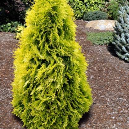 NurseryNature Golden Thuja Plant
