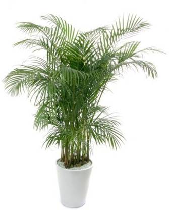 NurseryNature Kentia Palm Plant