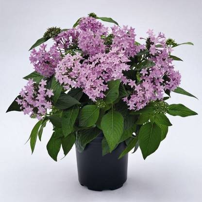 NurseryNature Pentas (Lavender) Plant