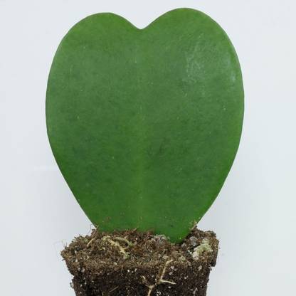 NurseryNature Hoya kerrii