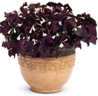NurseryNature Oxalis Plant