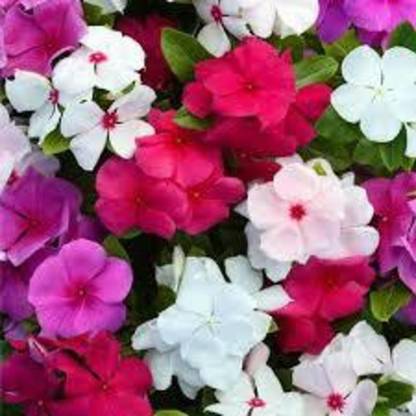 NurseryNature Vinca (Mix) Plant Hybrid Seedling Tray Contain 100 Plant
