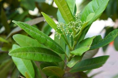 Vamsha Nature Care Jamaican Sarva Sughandhi Allspice Sarvasugandhi Spice Plant Pepper Spice Ornamental Container Live Plants