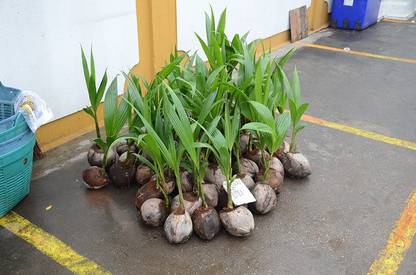 Trothic Gardens Hybrid Coconut Tree