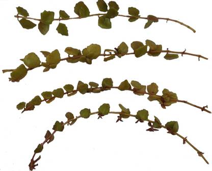 Sunshine Gardens Tangled Heart Succulent aka Swedish Ivy