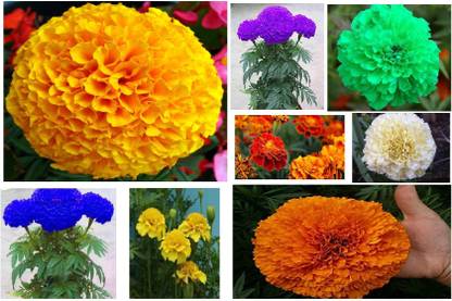 connifer MARIGOLD ALL SEASON MIX COLOUR (BLUE,GREEN ,MAROON,YELLOW,ORANGE,WHITE) PACK of 100 SEEDS Seed